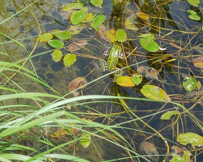 20260726_095817_nat-rn-terrain-1064_photo_Grenouille verte.jpg